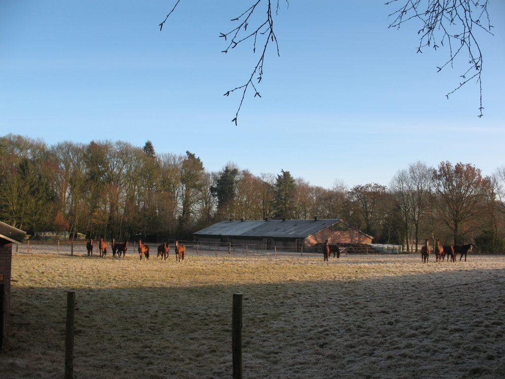 Paarden en mest op Parc Spelderholt