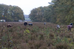 Heideveld schoonmaken