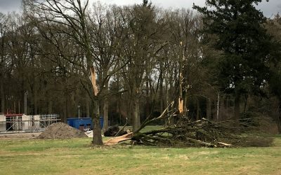 Stormschade oprijlaan en landgoed