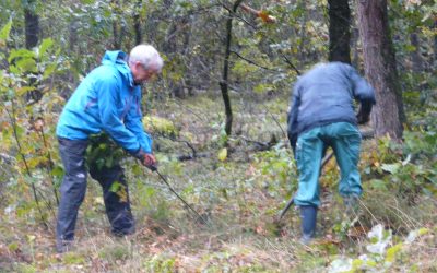 Het Geldersch Landschap en SBNE schonen heideveld